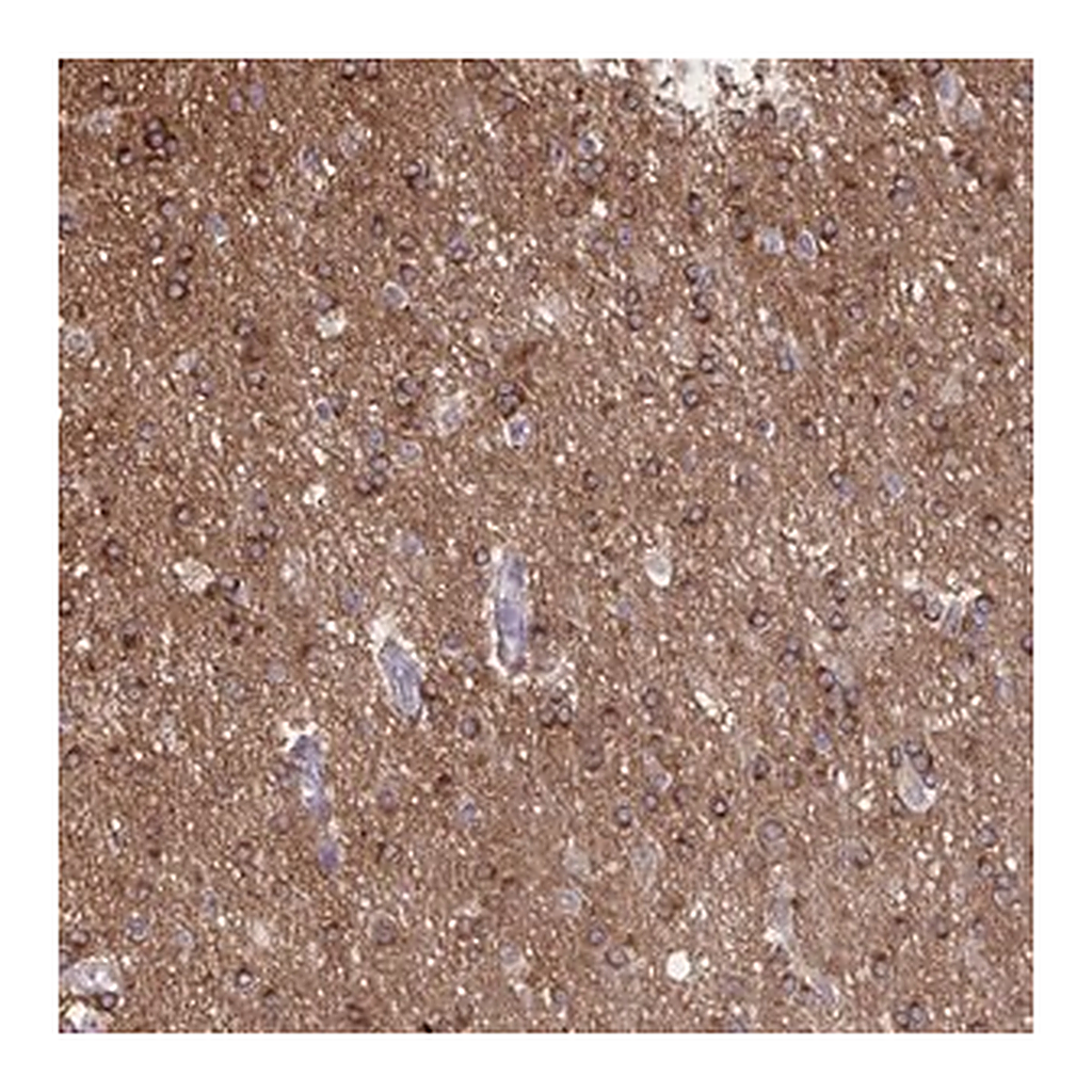 Merck Anti-PRRT4 antibody produced in rabbit