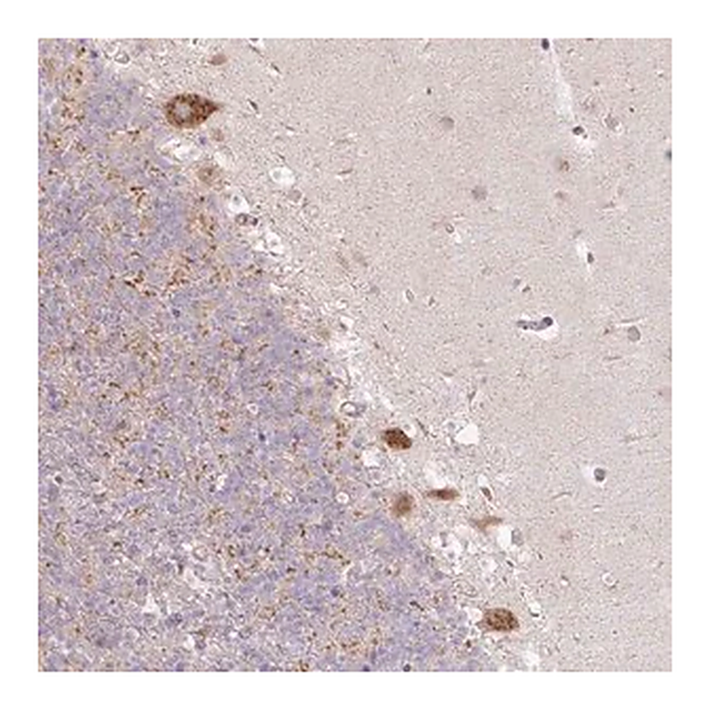 Merck Anti-MLX antibody produced in rabbit