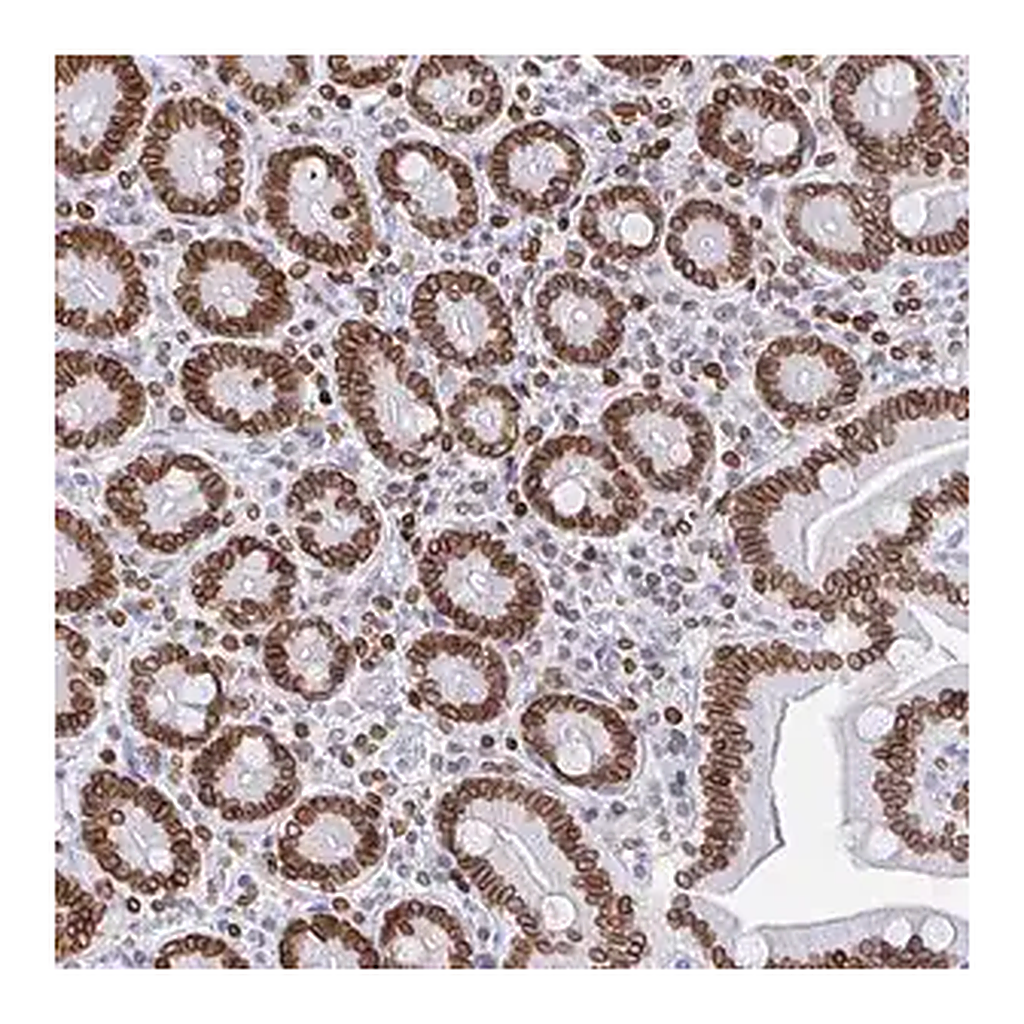Merck Anti-BTBD7 antibody produced in rabbit
