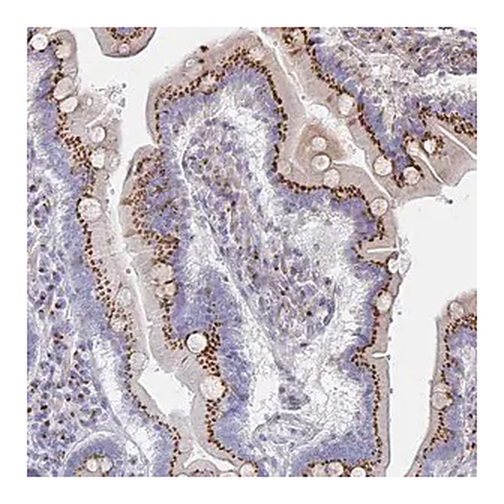 Merck Anti-MAN1A1 antibody produced in rabbit