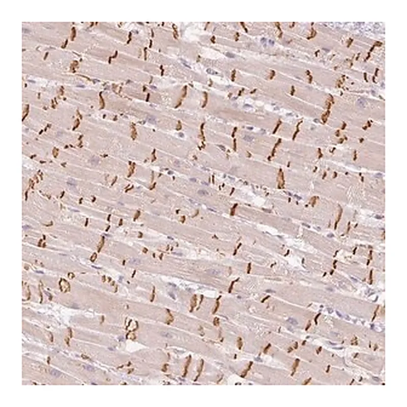Merck Anti-GZMA antibody produced in rabbit