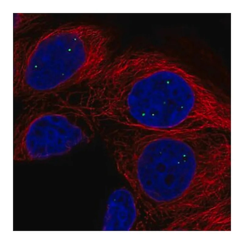 Merck Anti-AMER3 antibody produced in rabbit