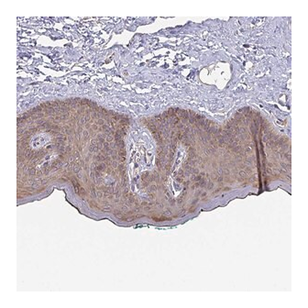 Merck Anti-TUFT1 antibody produced in rabbit