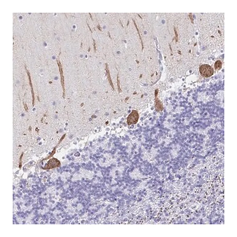 Merck Anti-PRKCG antibody produced in rabbit