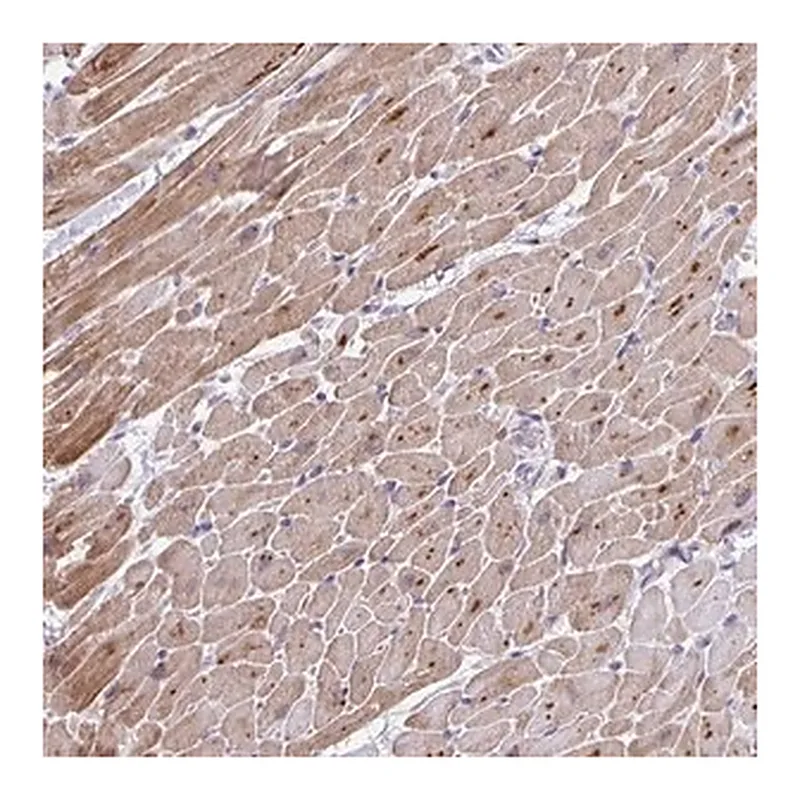 Merck Anti-MAPK12 antibody produced in rabbit