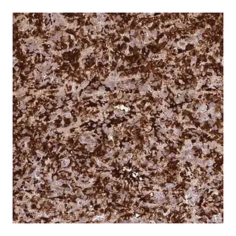 Merck Anti-BLVRA antibody produced in rabbit