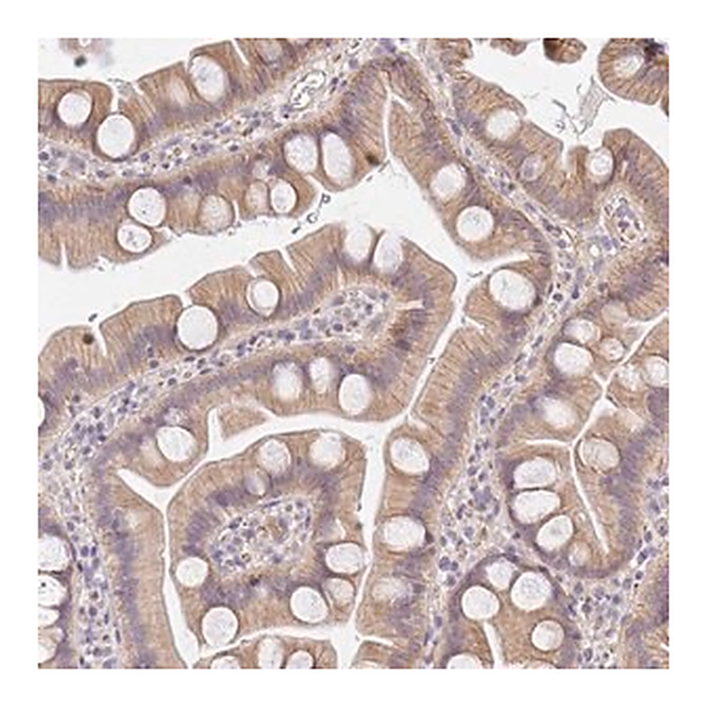 Merck Anti-SLC35B3 antibody produced in rabbit