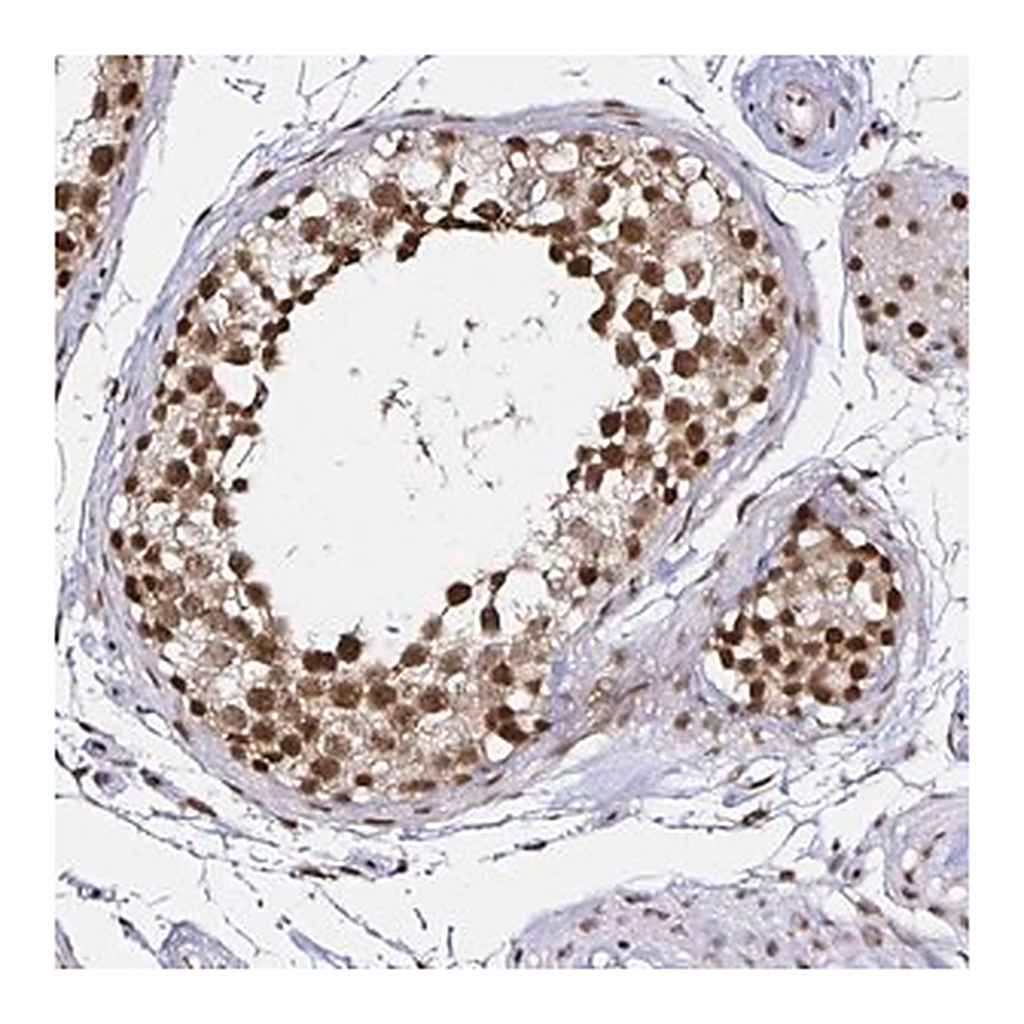 Merck Anti-SNRPC antibody produced in rabbit