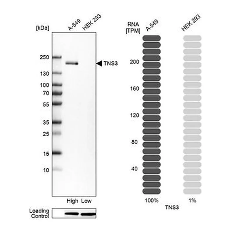 Merck Anti-TNS3 antibody produced in rabbit