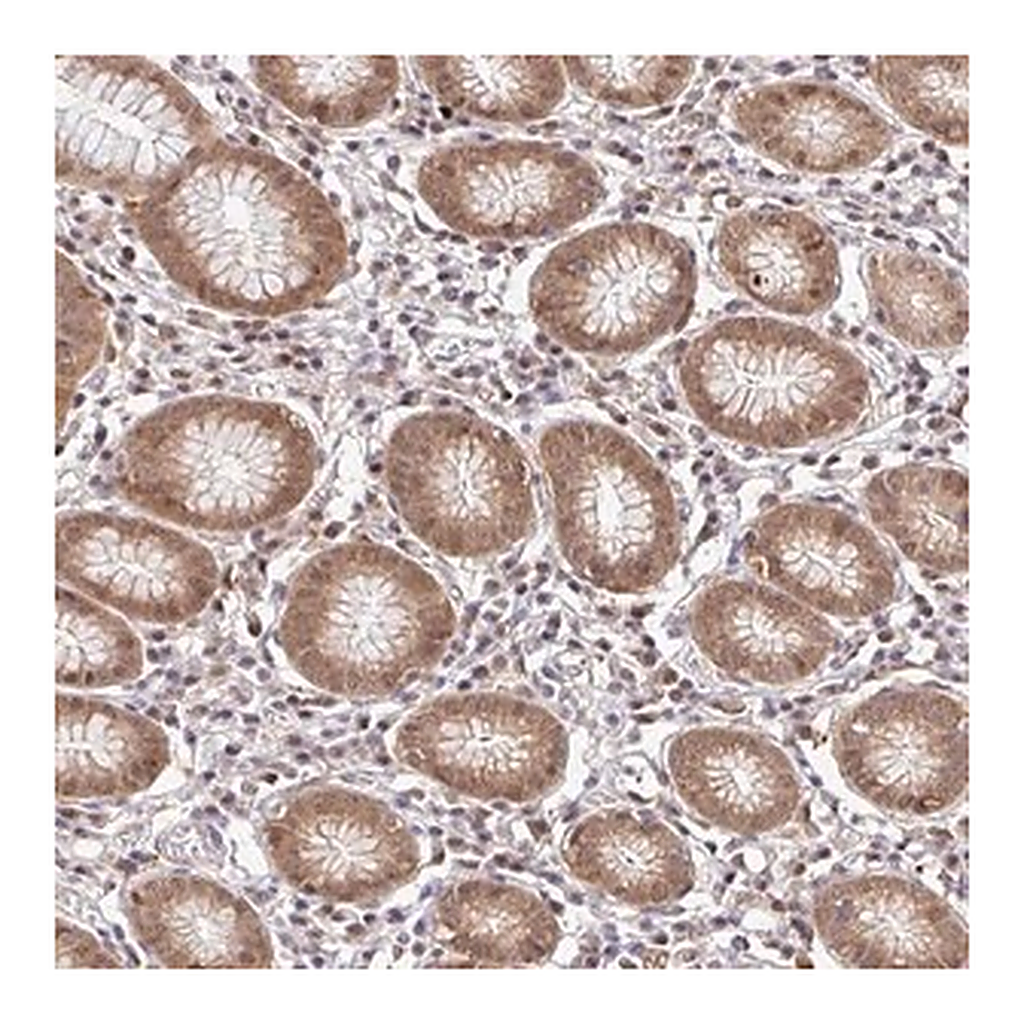 Merck Anti-PSMA4 antibody produced in rabbit