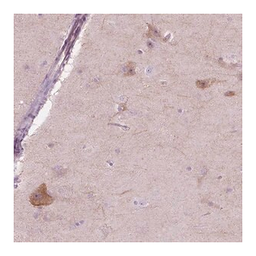 Merck Anti-NOS1AP antibody produced in rabbit