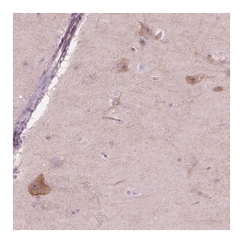Merck Anti-NOS1AP antibody produced in rabbit