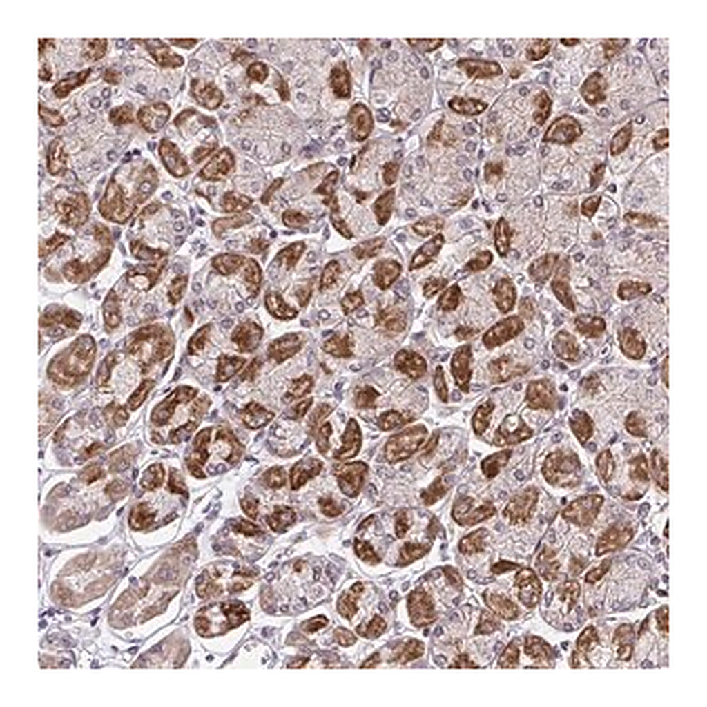 Merck Anti-ERI1 antibody produced in rabbit