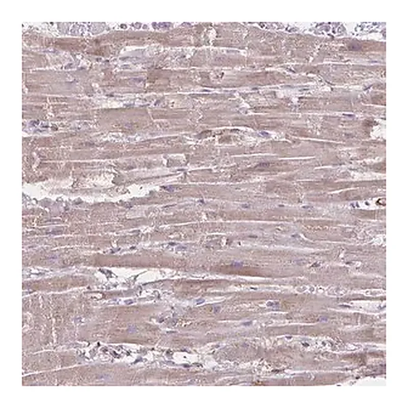 Merck Anti-TIMMDC1 antibody produced in rabbit