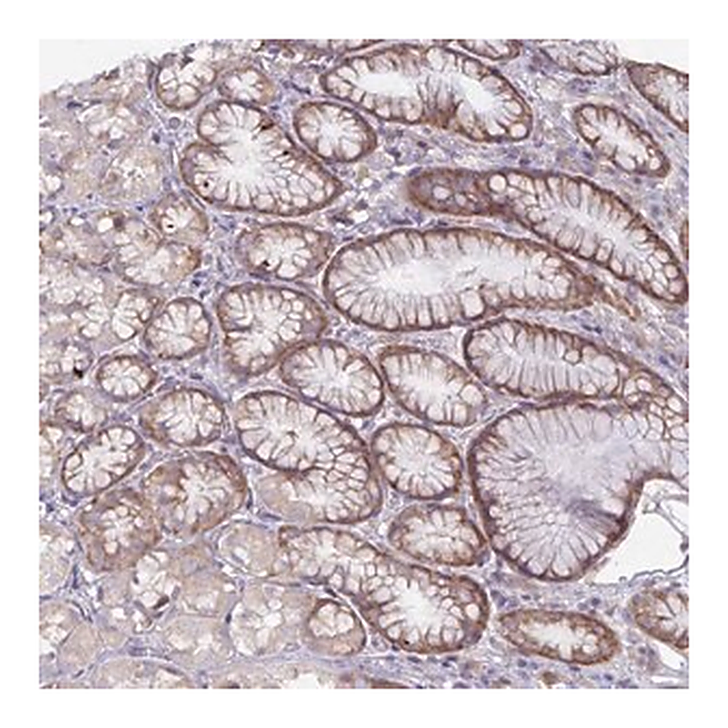 Merck Anti-FAM120A antibody produced in rabbit