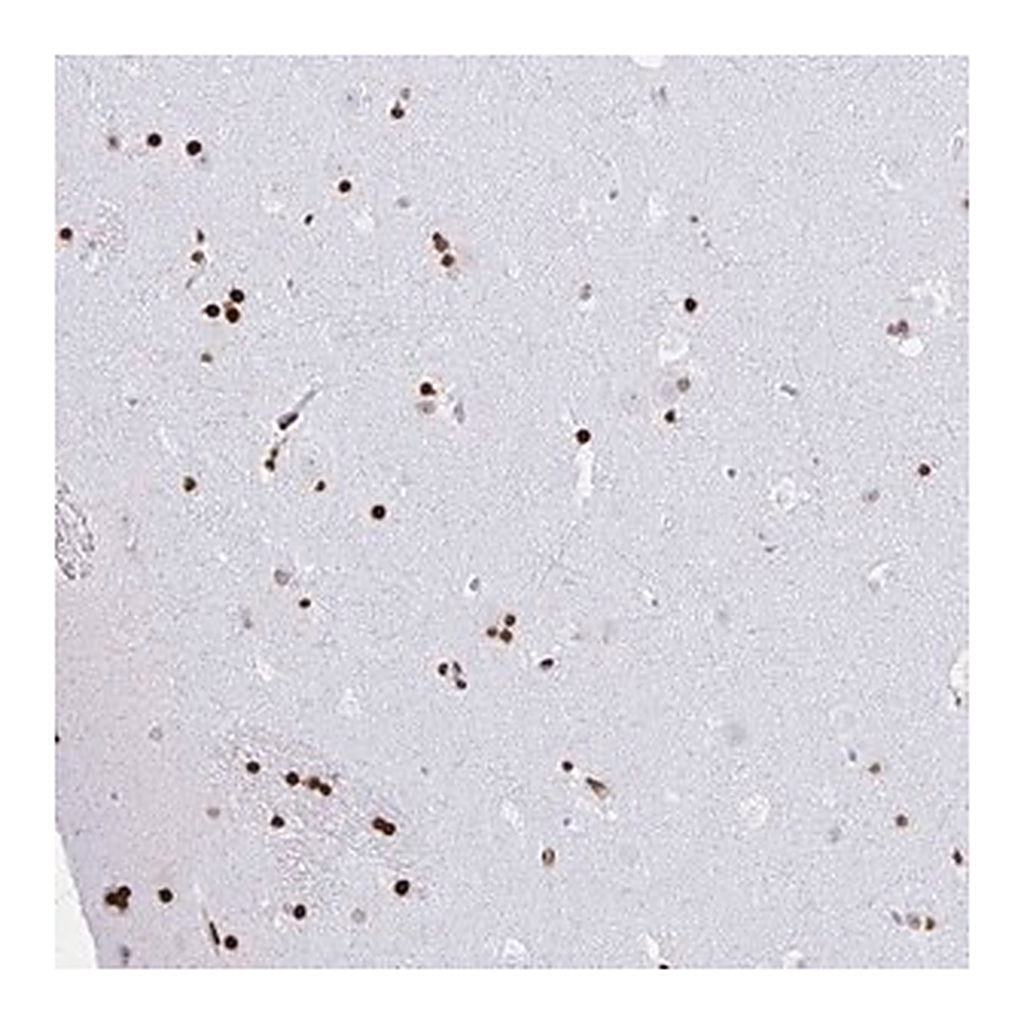 Merck Anti-ZNF280C antibody produced in rabbit