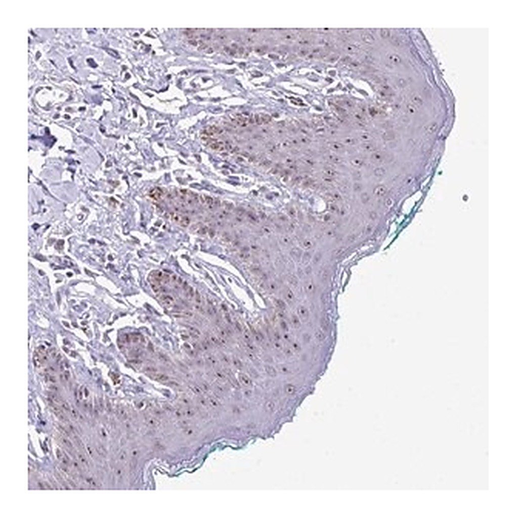 Merck Anti-PROSER1 antibody produced in rabbit