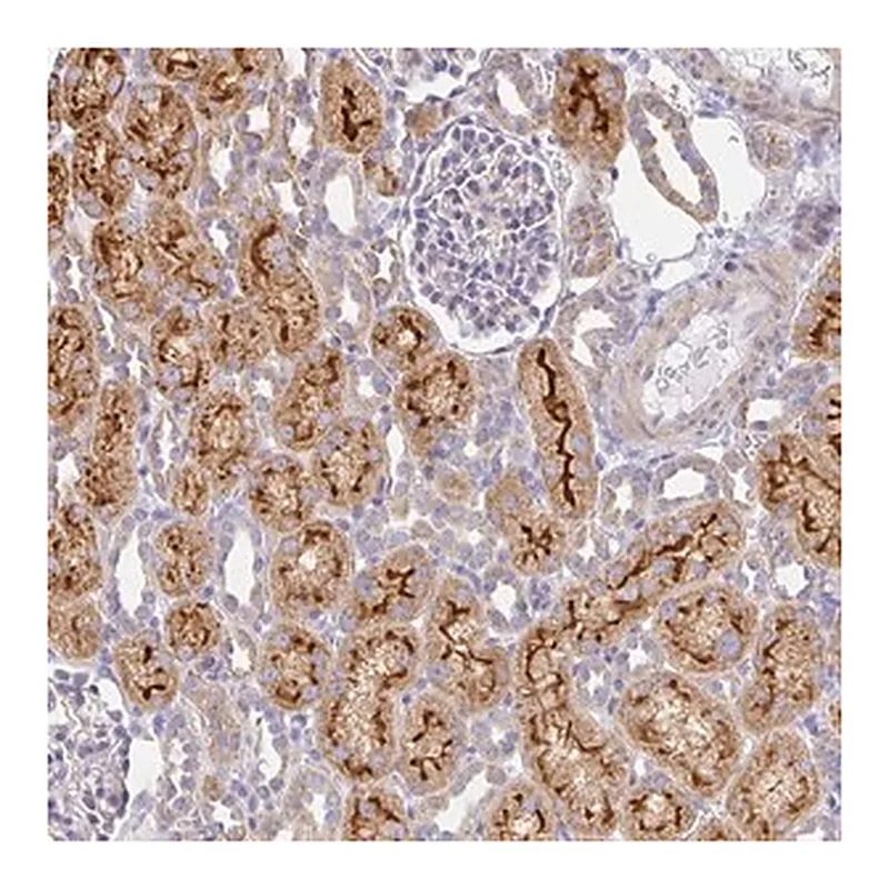 Merck Anti-FLRT3 antibody produced in rabbit