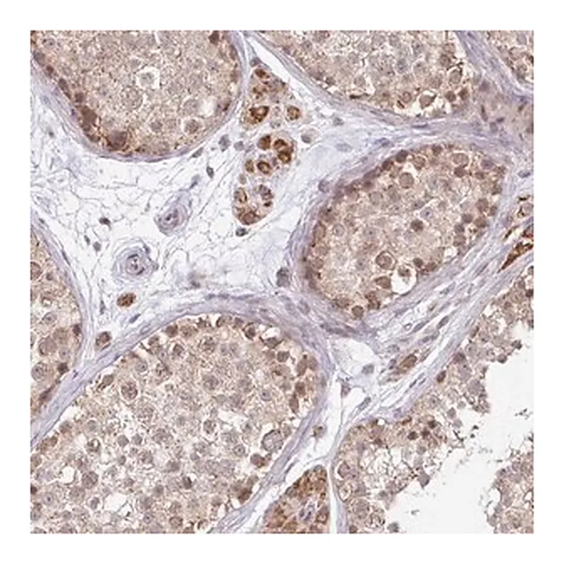 Merck Anti-TIMM50 antibody produced in rabbit
