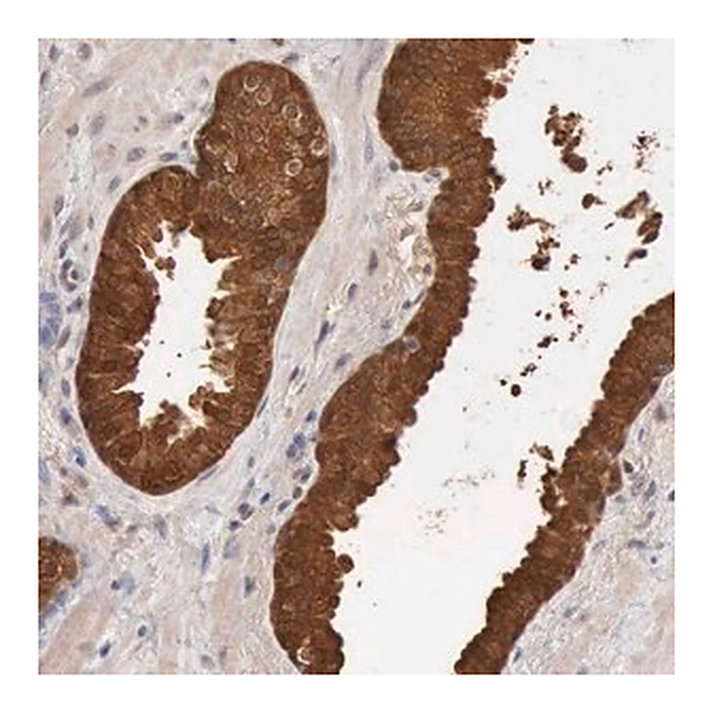 Merck Anti-PTGR2 antibody produced in rabbit