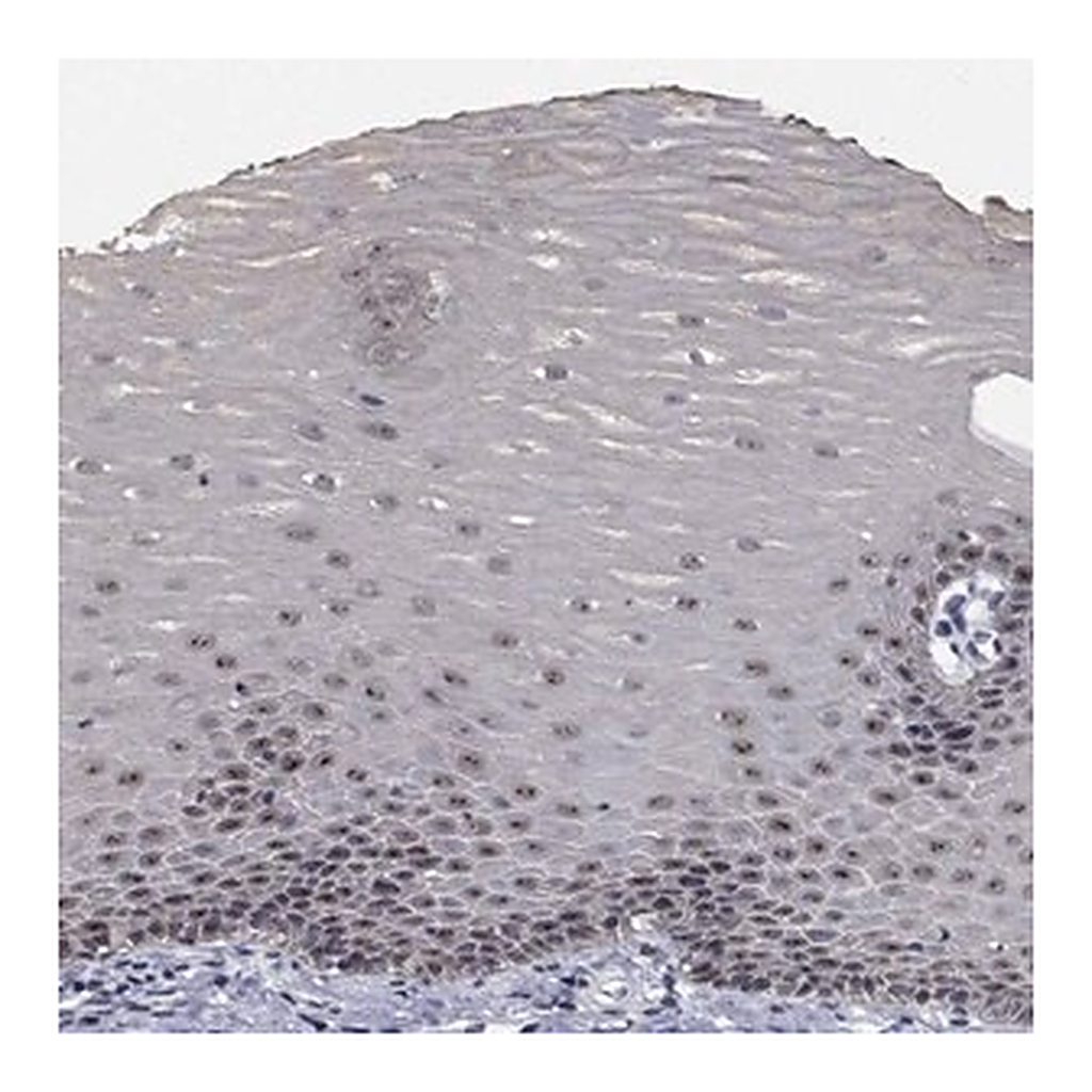 Merck Anti-NVL antibody produced in rabbit