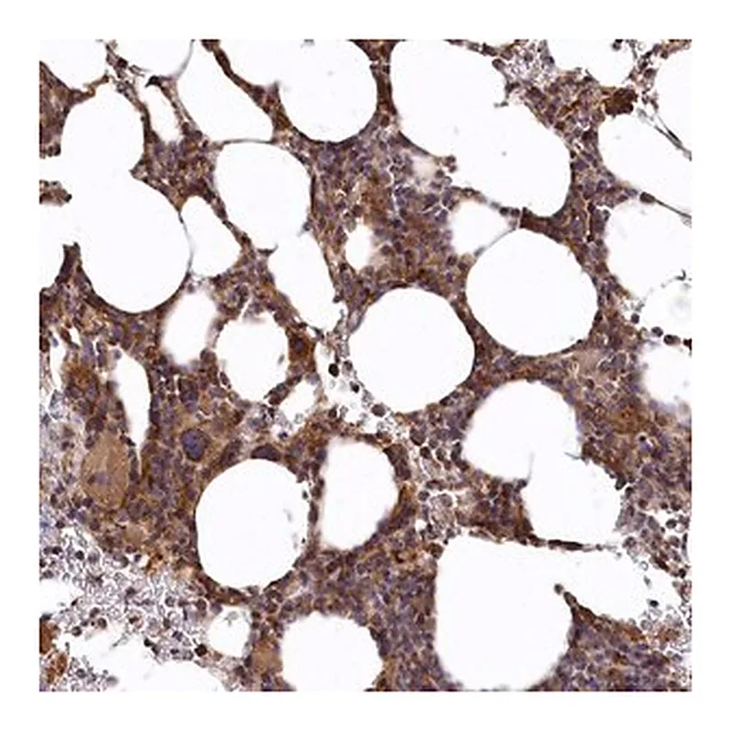 Merck Anti-CARD19 antibody produced in rabbit