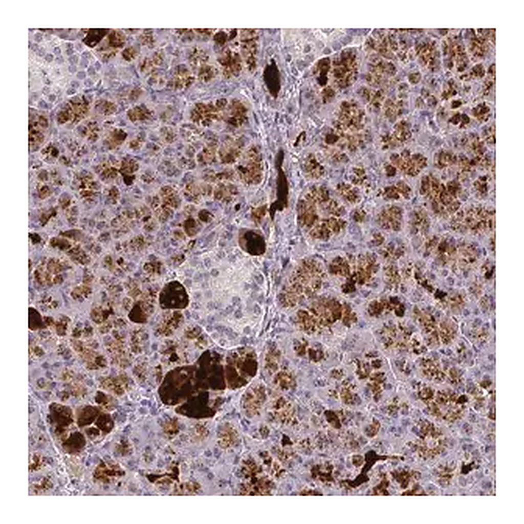 Merck Anti-FAM117B antibody produced in rabbit