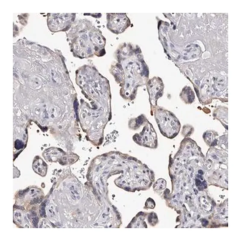 Merck Anti-EDNRB antibody produced in rabbit
