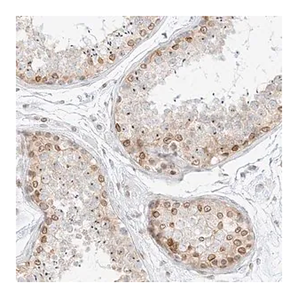 Merck Anti-NHSL1 antibody produced in rabbit