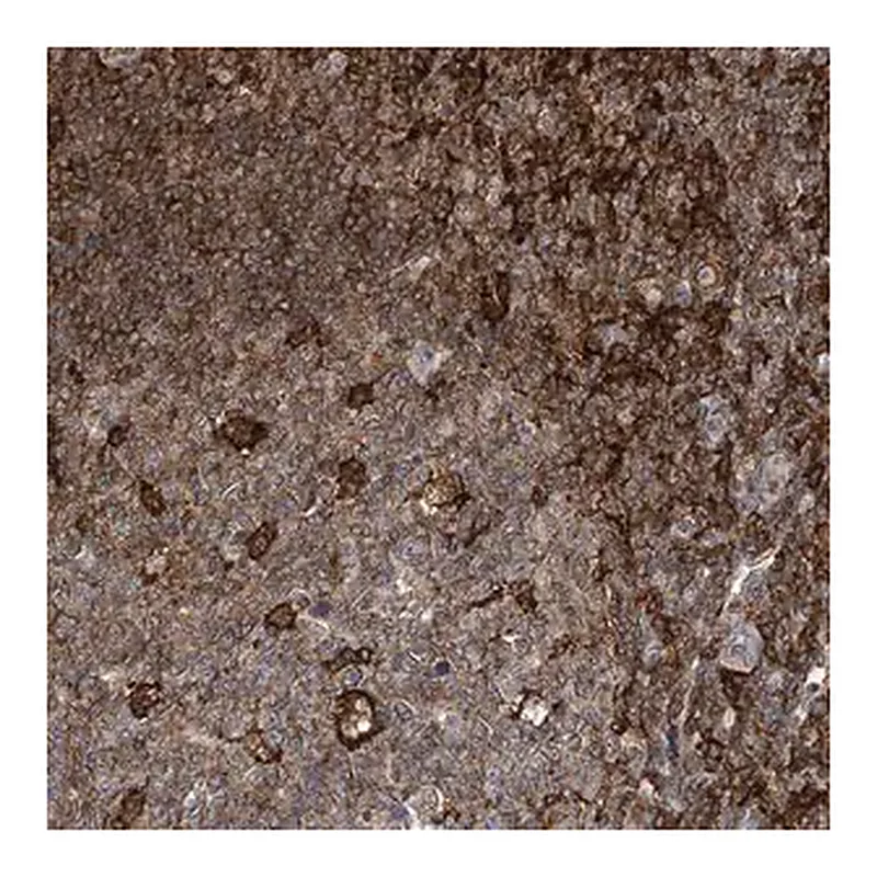 Merck Anti-MICAL1 antibody produced in rabbit