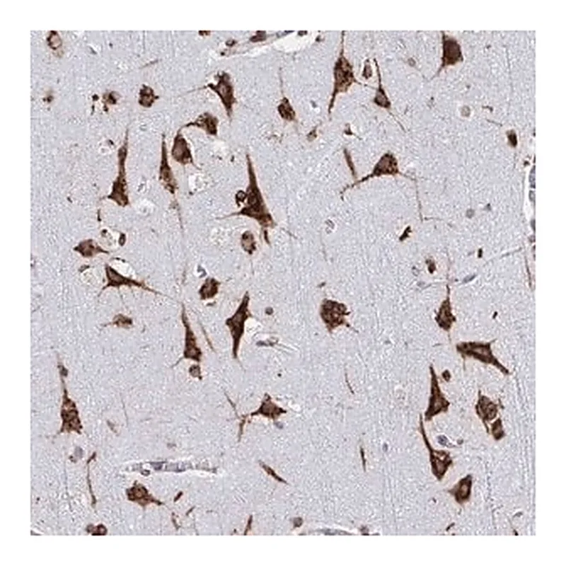Merck Anti-RFK antibody produced in rabbit