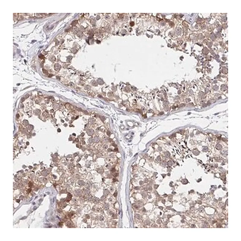 Merck Anti-DHRS12 antibody produced in rabbit