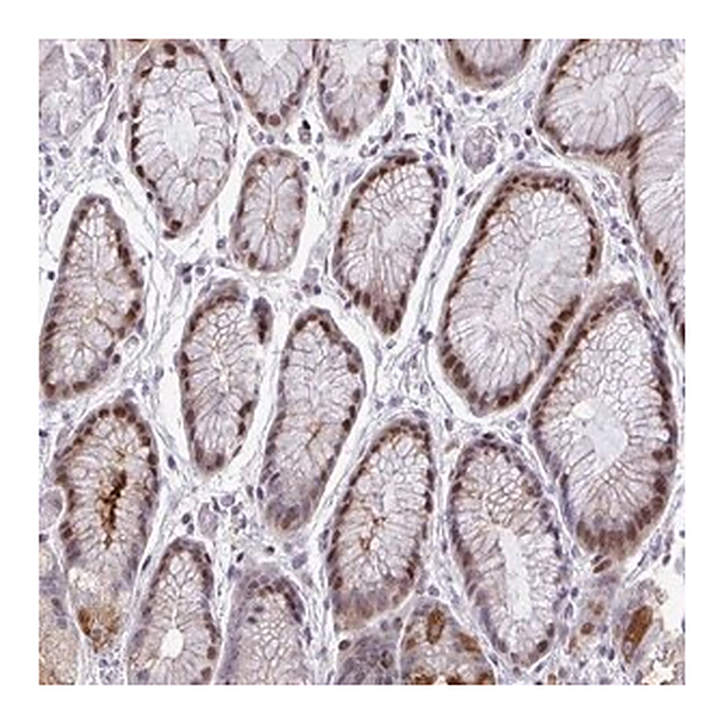 Merck Anti-TAB1 antibody produced in rabbit