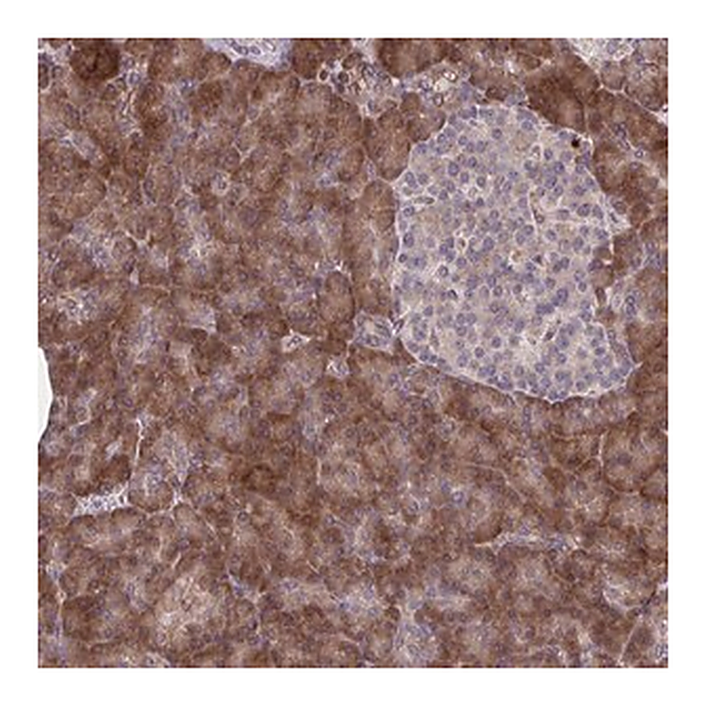 Merck Anti-STIM2 antibody produced in rabbit