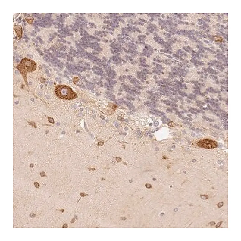Merck Anti-FAM189A2 antibody produced in rabbit