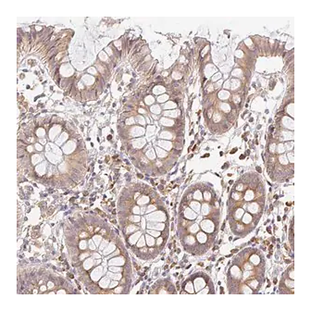 Merck Anti-SLC35B3 antibody produced in rabbit
