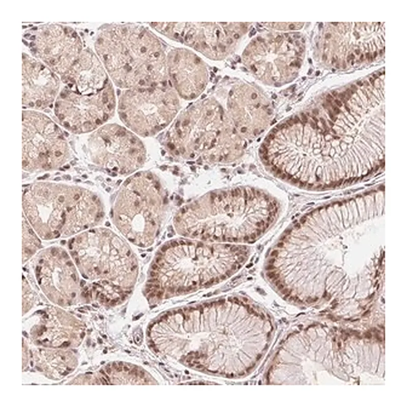 Merck Anti-DEK antibody produced in rabbit
