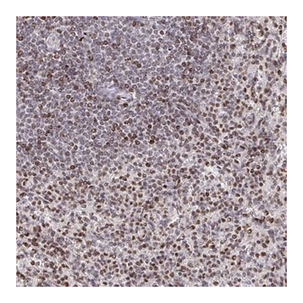 Merck Anti-RAPGEF5 antibody produced in rabbit