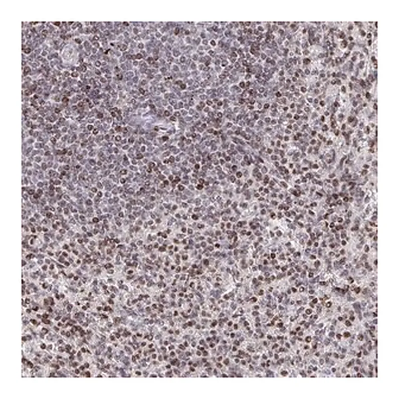 Merck Anti-RAPGEF5 antibody produced in rabbit