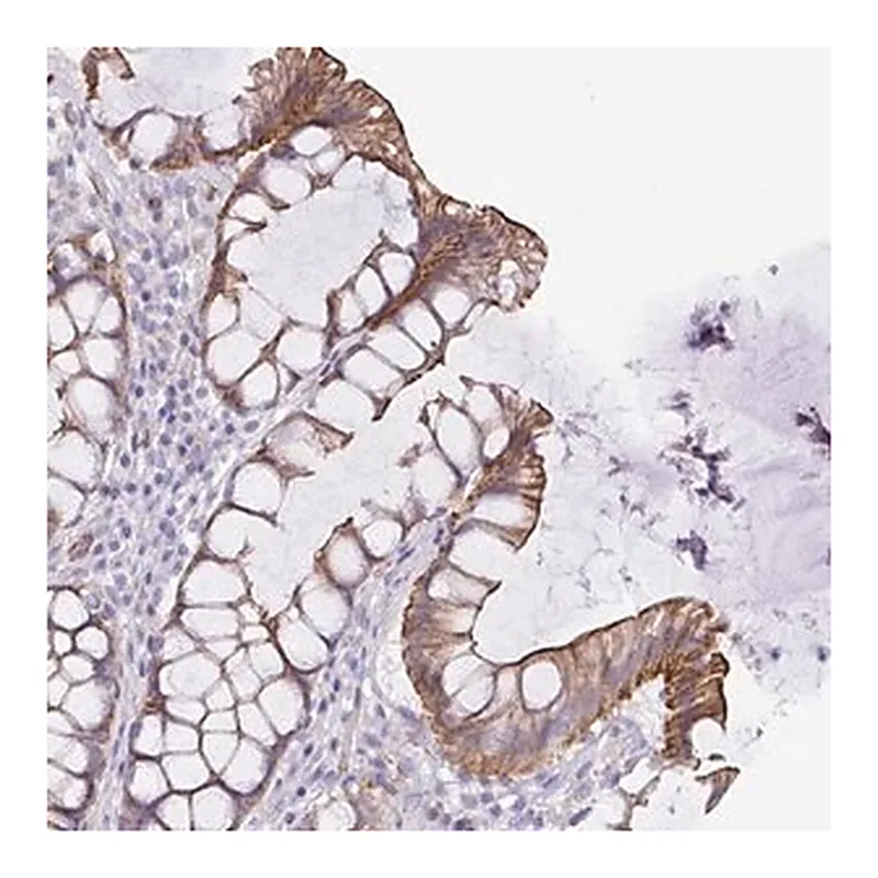 Merck Anti-TRAM2 antibody produced in rabbit