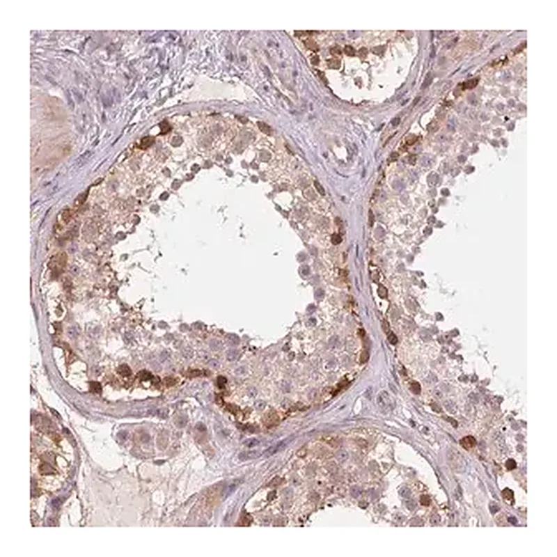 Merck Anti-SH3RF2 antibody produced in rabbit