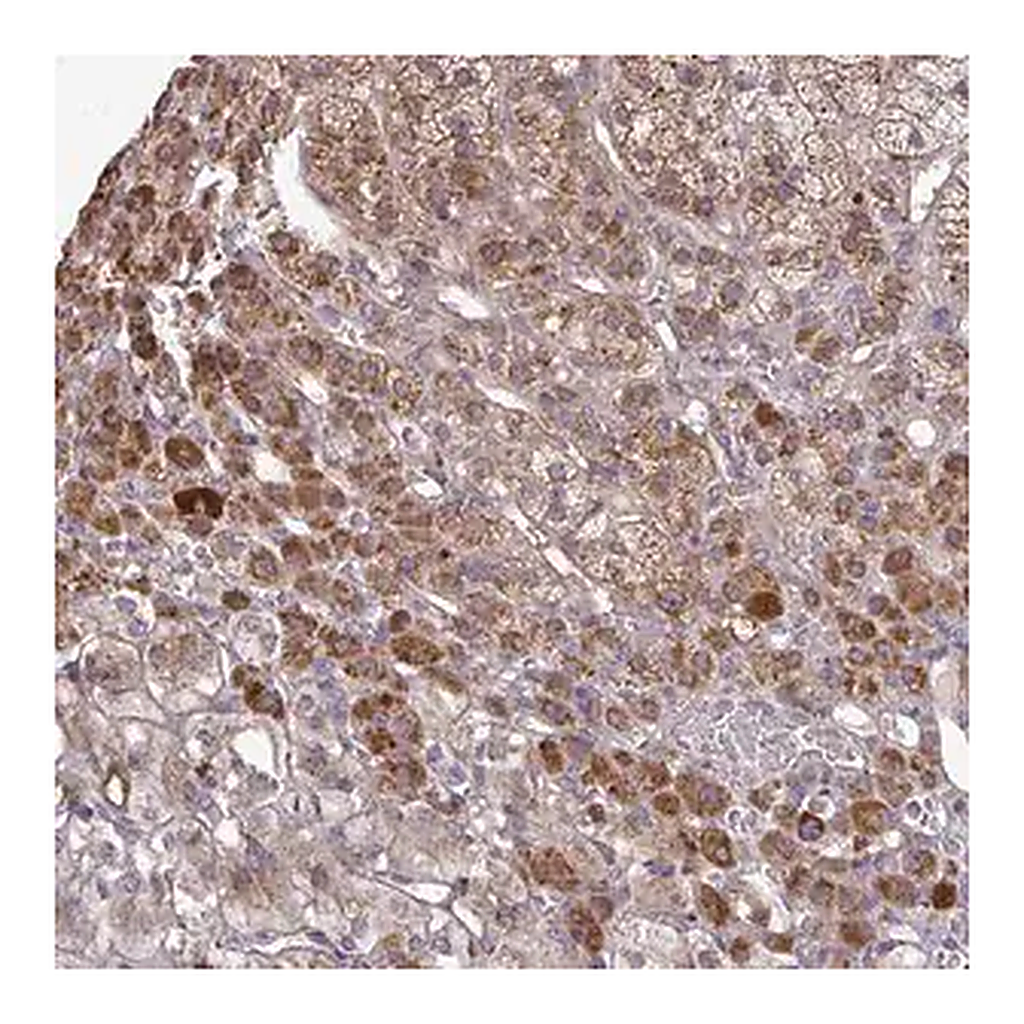 Merck Anti-B4GALT6 antibody produced in rabbit