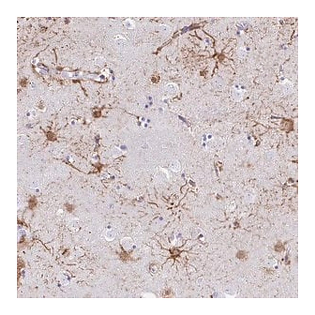 Merck Anti-ZNF699 antibody produced in rabbit