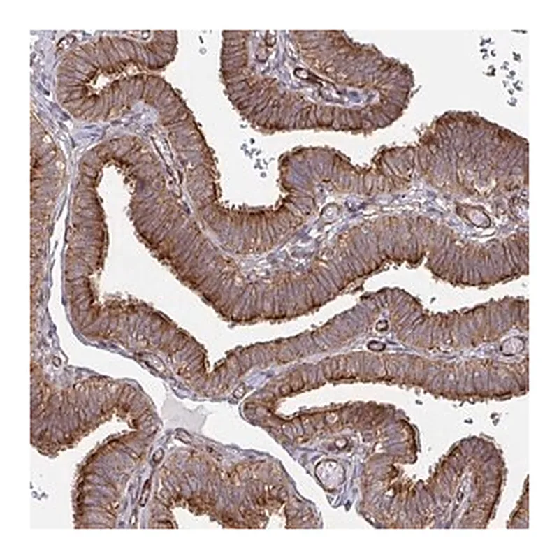 Merck Anti-DVL3 antibody produced in rabbit