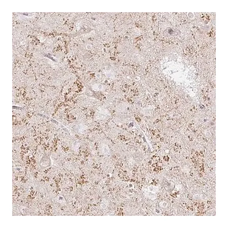 Merck Anti-GRIA3 antibody produced in rabbit