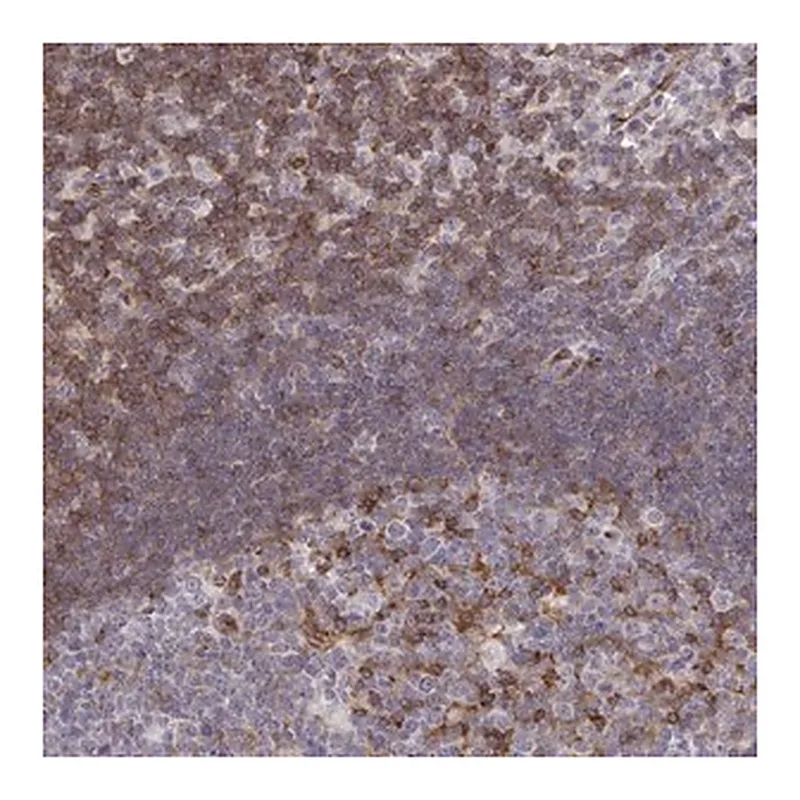 Merck Anti-FOXN3 antibody produced in rabbit