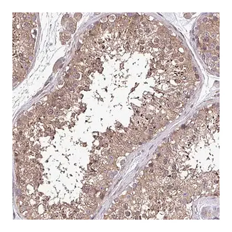 Merck Anti-ZNF200 antibody produced in rabbit