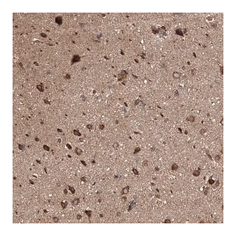Merck Anti-BRWD1 antibody produced in rabbit