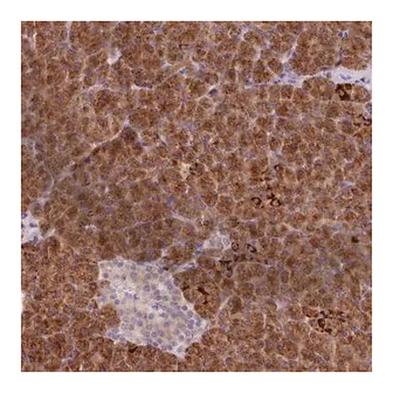 Merck Anti-AIM1 antibody produced in rabbit