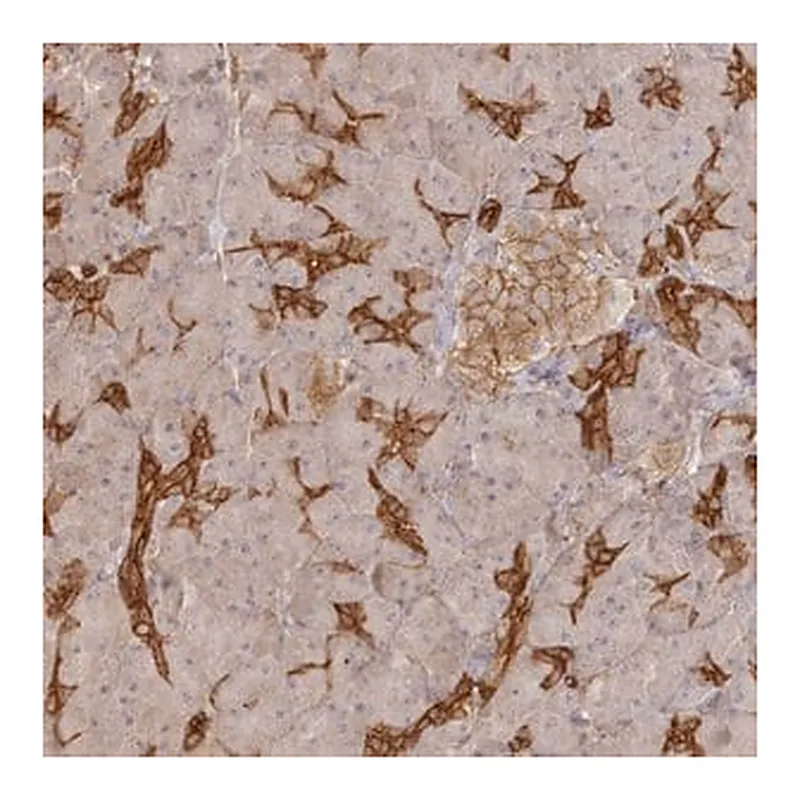 Merck Anti-BRWD1 antibody produced in rabbit